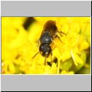 Hylaeus communis - Maskenbiene w01a 5mm Sandgrube Niedringhaussee-det.jpg